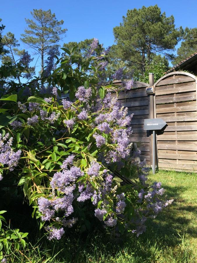 Escale Sous Les Pins Villa Salles  Eksteriør billede